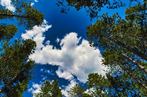 A low angle shot of trees against a blue cloudy sky