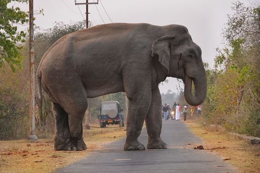 A vertical shot of an elephant found roaming around in the wilderness during the day
