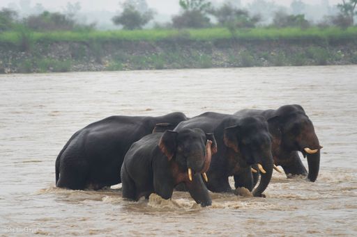 A group of adorable Indian elephants walking in the river