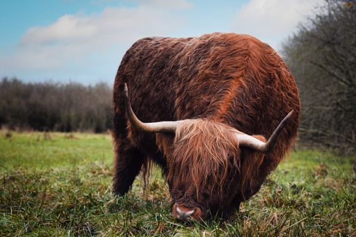 A closeup of a highland cattle grazing in a field