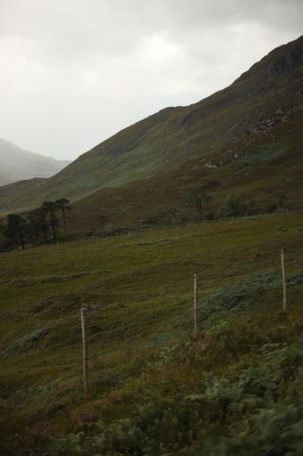 A tranquil landscape of rolling green hills and lush trees near a dirt road