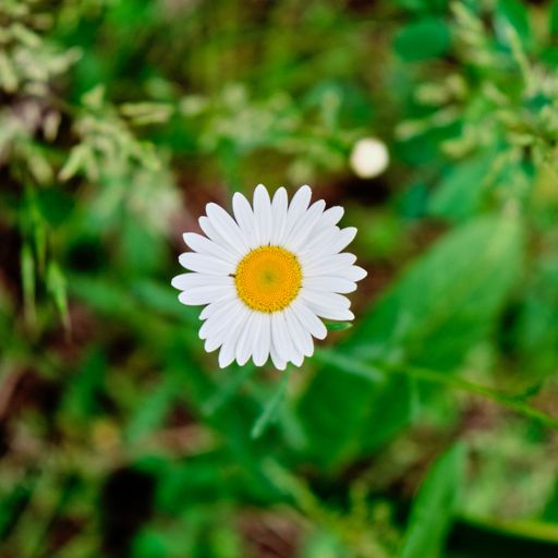 A top view of a common daisy found growing in the wild during spring