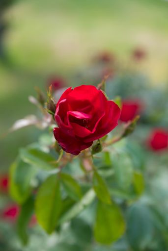 A vertical selective focus shot of a beautiful scarlet rose