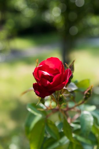 A vertical selective focus shot of a beautiful scarlet rose