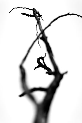 A vertical shot of a tree branch looking like a work of art