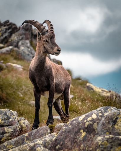 A vertical shot of an Alpine ibex with beautiful antlers walking in rocky mountains on a cloudy day