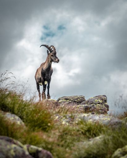A vertical shot of an Alpine ibex with beautiful antlers walking in rocky mountains on a cloudy day