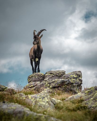 A vertical shot of an Alpine ibex with beautiful antlers walking in rocky mountains on a cloudy day