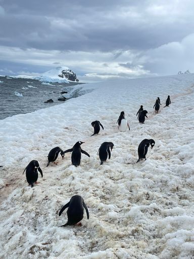A vertical shot of gentoo penguins (Pygoscelis papua) walking on the snowy coast of a sea