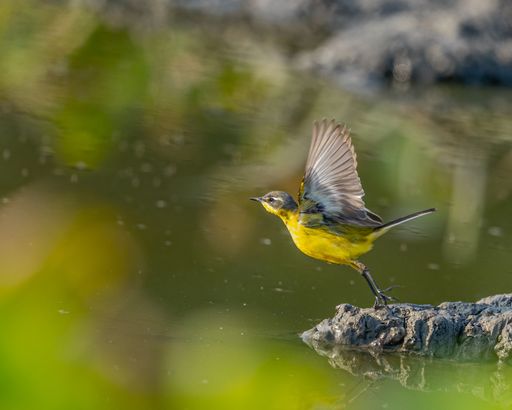 An adorable small yellow wagtail perched on a gray rock in a natural outdoor environment by the body of water