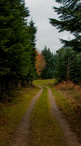 A vertical shot of a long trail with tire tracks in a green park