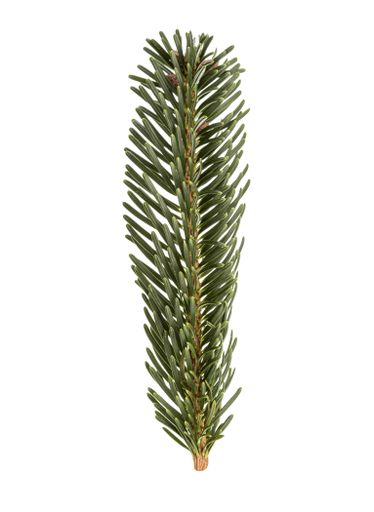 Fresh Fir twig isolated on white background