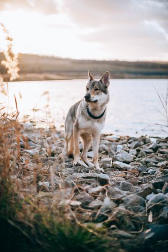 A vertical shot of a wolfdog near the lake with the evening sunset light in the background