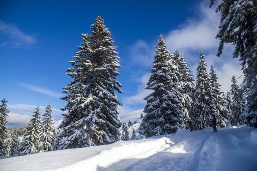 The firs and spruces in a snowy field on a cloudy day