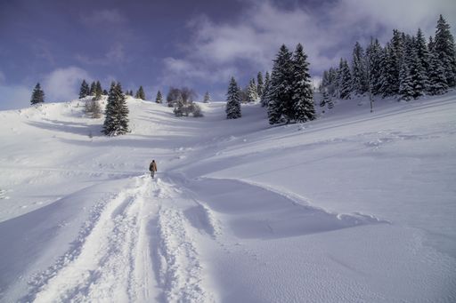 A person walking in a snowy field with firs and spruces on a cloudy day