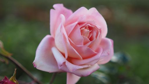 A closeup shot of a beautiful pink rose flower on a blurred background