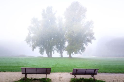 Two empty park benches facing the big leafy trees hiding behind the fog in a scenic park