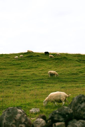A vertical of a flock of sheep grazes in the tranquil greenery of Scotland Highlands
