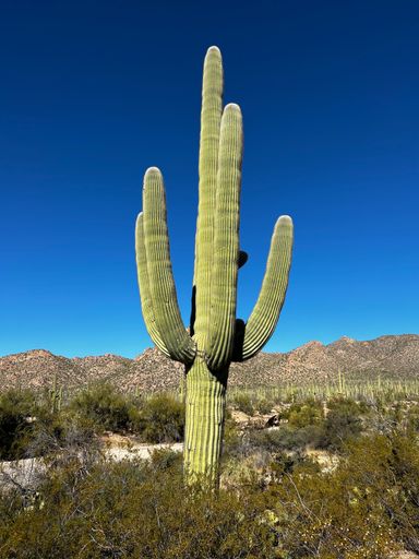 A huge prickly cactus growing in Saguaros national park in Arizona