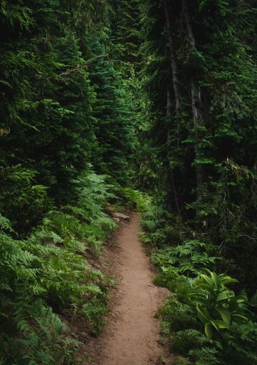 A vertical shot of a narrow trail passing through a dense green forest during the daytime