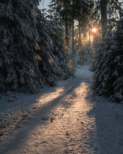 A vertical shot of a winter park with evergreen trees covered in snow and the shining sun above it