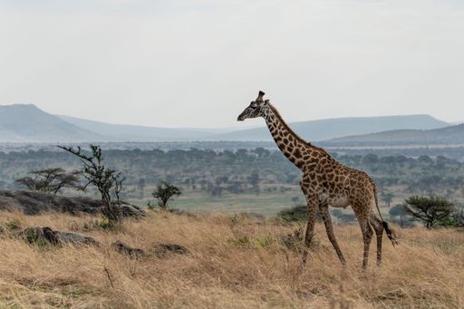 A beautiful shot of a wild giraffe on a rural dry valley