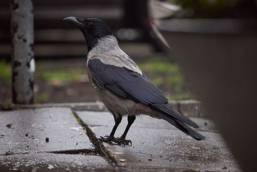 A closeup of a raven perched on the ground in a park in Warsaw, Poland on a winter day
