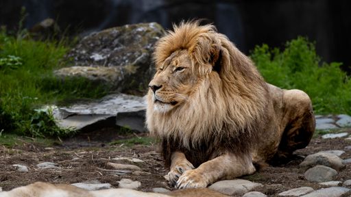 A powerful lion lounging in a grassy dirt area near a group of trees