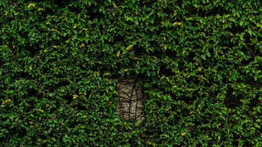 A close-up shot of a tree trunk covered in green ivy plant growing over the fence