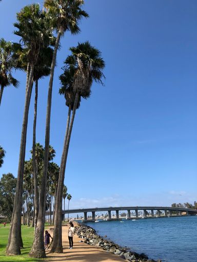 A vertical shot of people walking next to palm trees located on the shore of a river