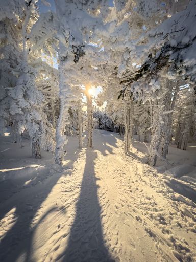 An image of trees covered in snow with sun shining in the Green Mountains of Vermont in northern New England.