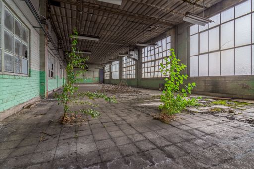 A empty industrial hall in which plants grow on the stone floor