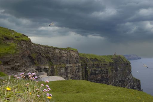 A landscape of seagulls flying in Irish cliff under stormy clouds