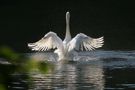 A selective focus of a majestic swan in a pond with a blurry background