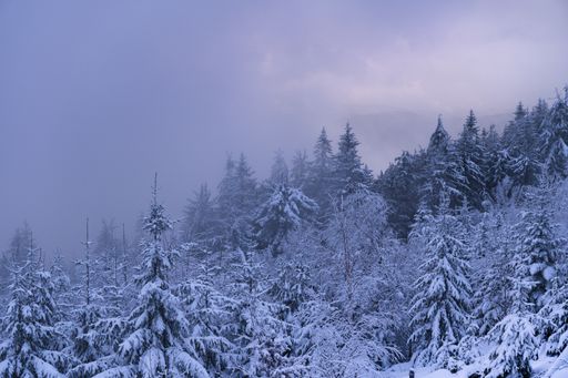 A mesmerizing scenery of a forest covered with snow captured during the sunset