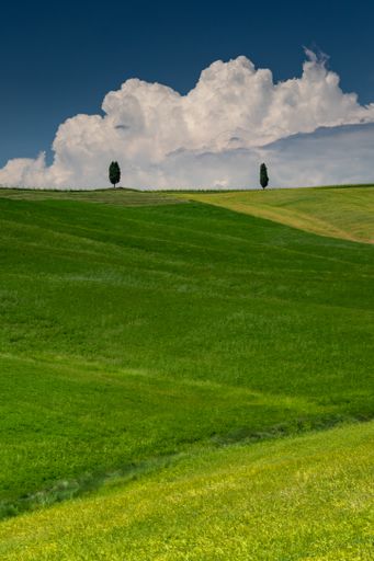 A vertical shot of a green hill with two green trees in val d'orcia tuscany italy with a cloudy blue sky in the background