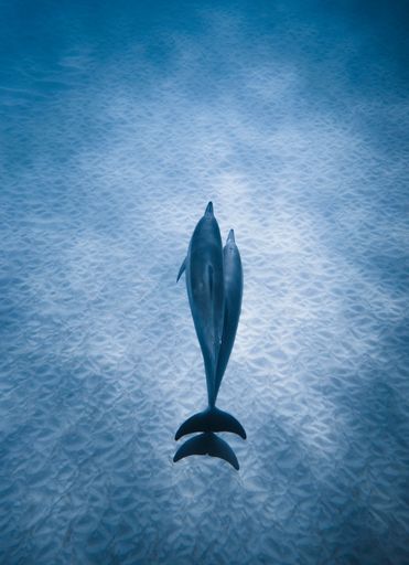 A top view of a dolphin swimming in the blue sea - perfect wallpaper