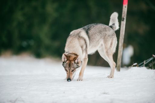 A selective focus closeup of a wolfdog standing on the snowy ground