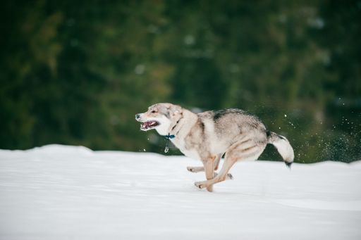 A selective focus closeup of a wolfdog playing on the snowy ground
