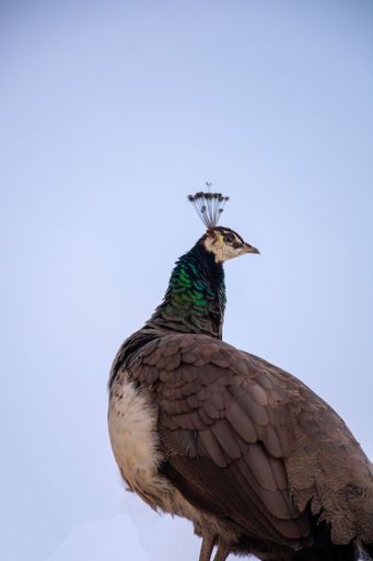 A vertical shot of a peacock hen against the blue sky