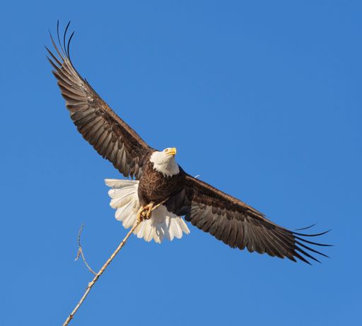 The bald eagle (Haliaeetus leucocephalus), flying in the blue sky and holding a nesting stick with talons