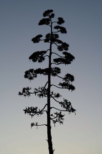 A vertical shot of a tree with baring branches during the sunset in the evening