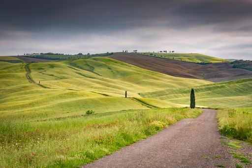 A landscape shot of green hills in val d'orcia tuscany italy in a gloomy sky in the background
