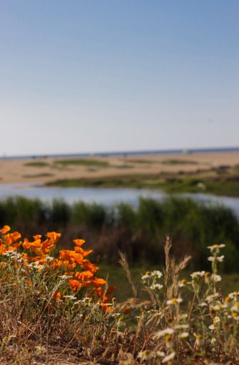 A shallow focus shot of field flowers on a landscape background