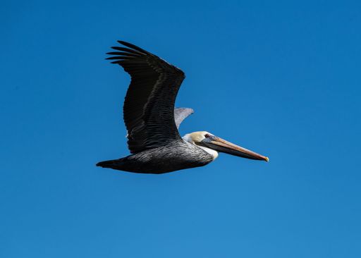 A closeup shot of a California Brown Pelican, flying with its wings spread, on a sunny day, high on a blue sky