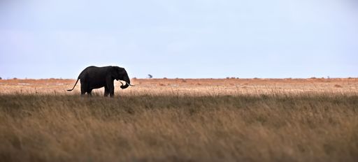 A single elephant in an open field, walking with its trunk raised