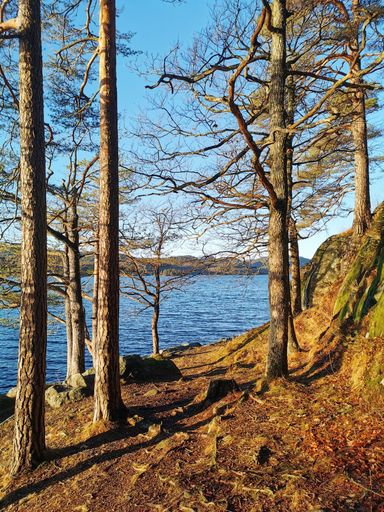 A vertical shot of dried trees by the Farris lake in Larvik, Norway captured on a sunny day