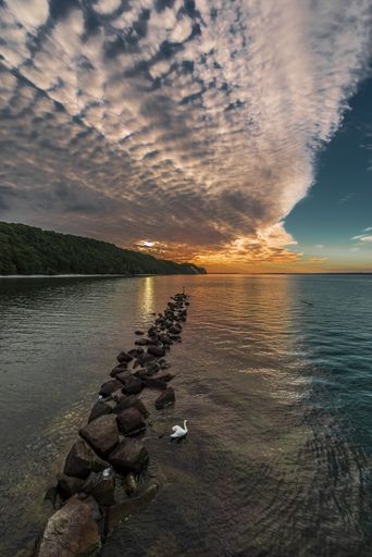 A vertical shot of swan near water breakers during a breathtaking sunset