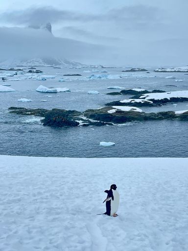 A vertical shot of a gentoo penguin (Pygoscelis papua) on the snowy coast of a sea
