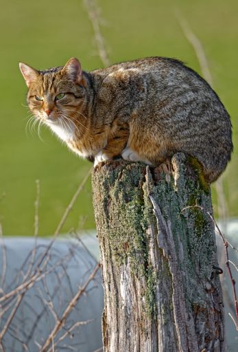 A domestic cat sitting on a pole in the afternoon light.
